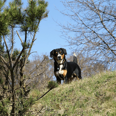 Entlebucher Mountain Dog