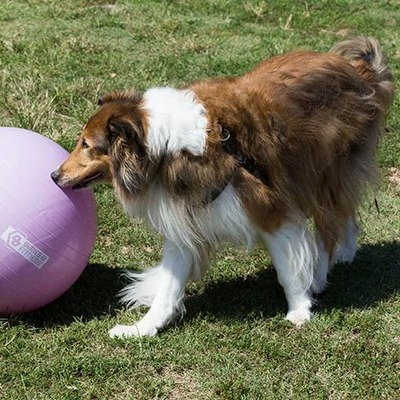 Sable Collie