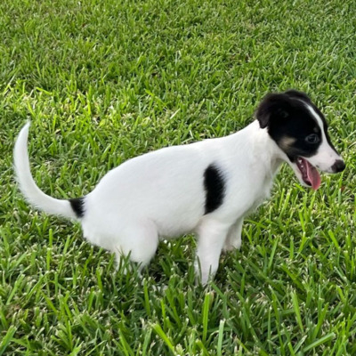 Black and White Silken Windhound