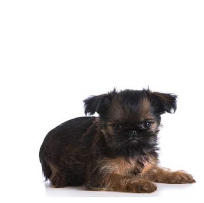 Belge Brussels Griffon