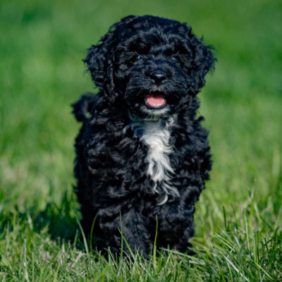 Black Cockapoo