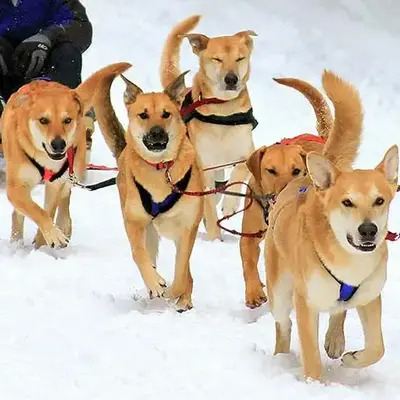 Arctic sled dog