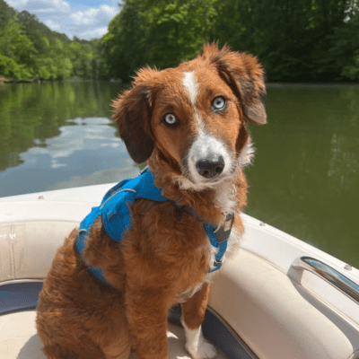 Standard Aussiedoodle