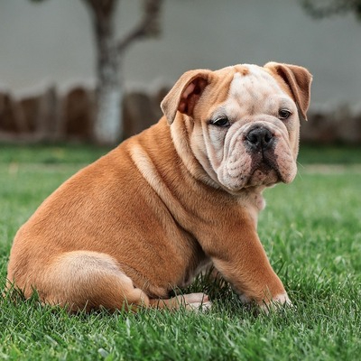 Bulldog 