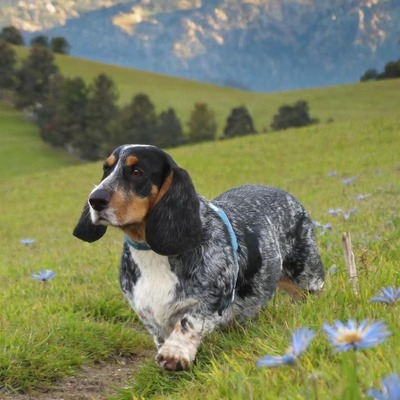 Tricolor Basset Bleu de Gascogne