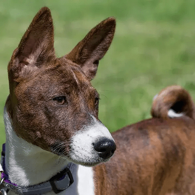 Brindle Basenji