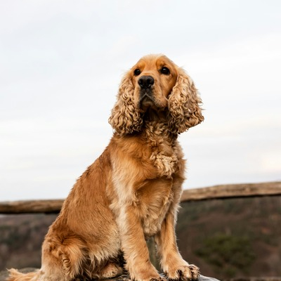 Golden Cocker Spanie