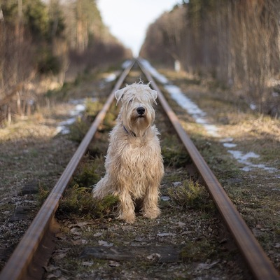 Soft Coated Wheaten Terrier