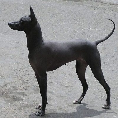 Black Xoloitzcuintli