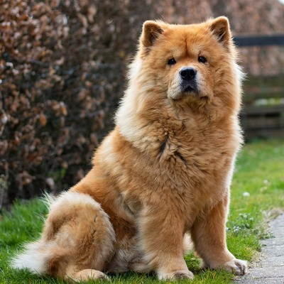 chow-chow