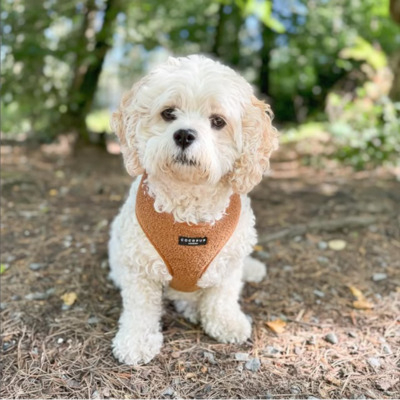 Beige Cavachon