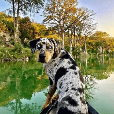 Pied Catahoula Leopard