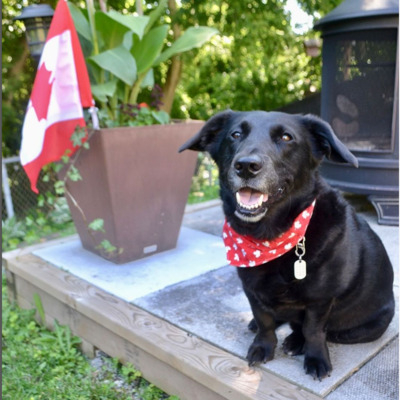 Black Corgidor