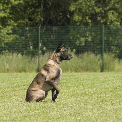 Belgian Shepherd