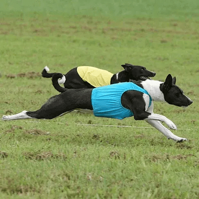 Black and white Basenji