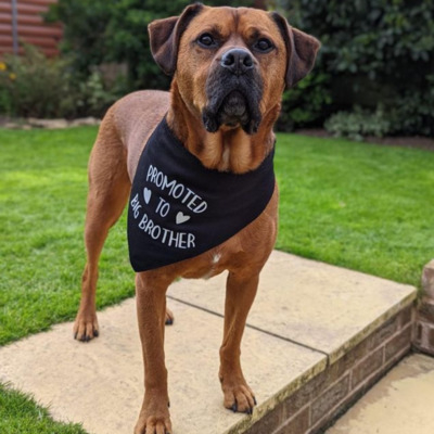 Brown Boxweiler