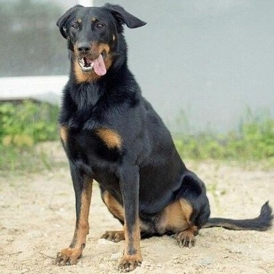 Black and Tan Australian Kelpie