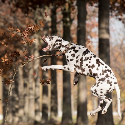 White Dalmatian with brown spots