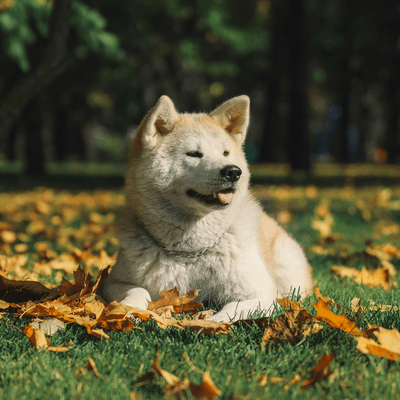 Akita