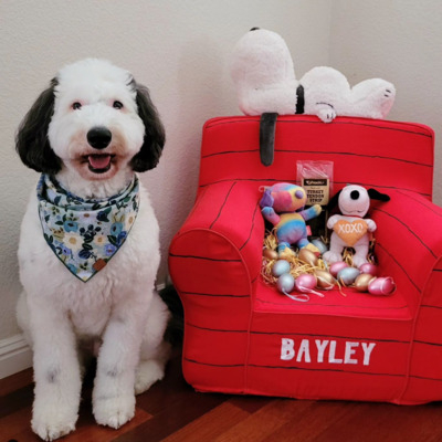 Black and White Sheepadoodle