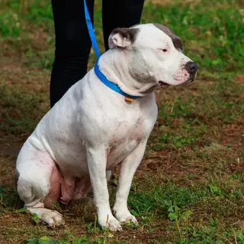 White American Pit Bull Terrier