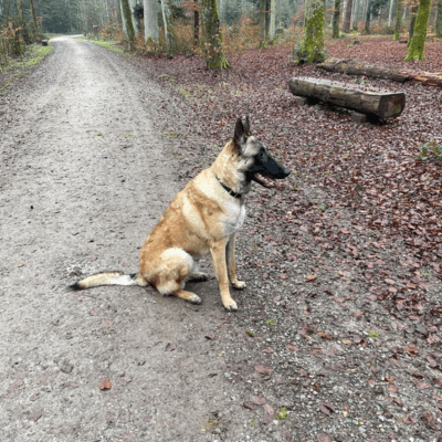 Fawn Belgian Laekenois