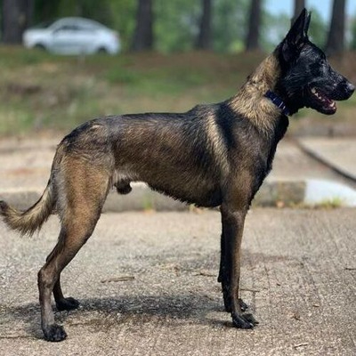 Belgian Malinois