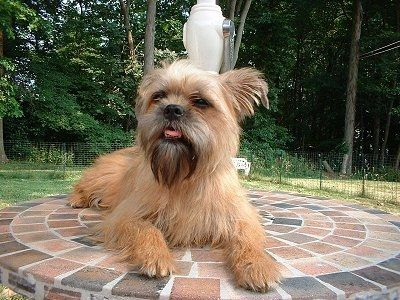 Beige Affenpinscher