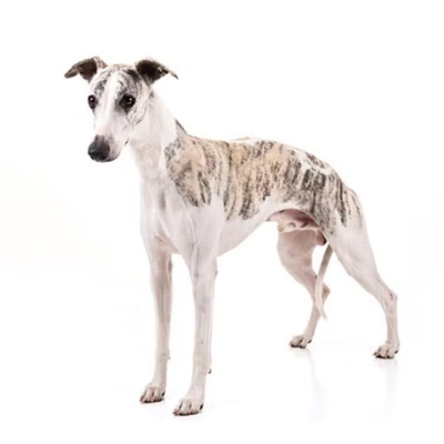 White Whippet with Brindle blazes