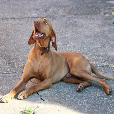 Golden Rust Vizsla