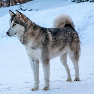 Alaskan Malamute