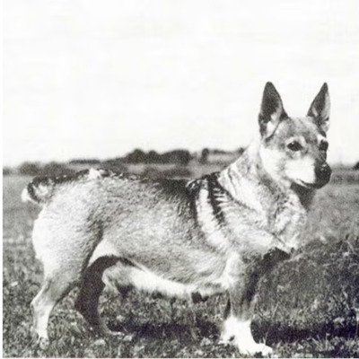 Swedish Vallhund History