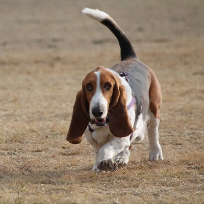 Basset Hound