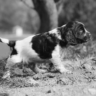 Deutscher Wachtelhund History