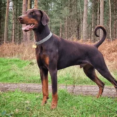 Brown Doberman