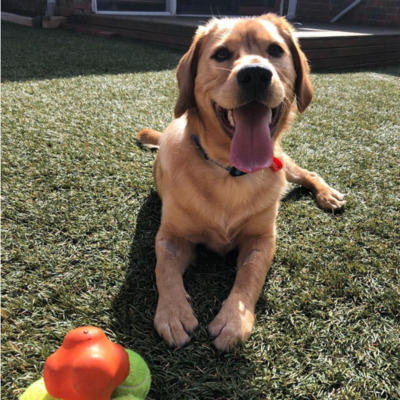 Golden Cavador