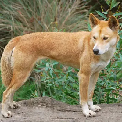 Dingo