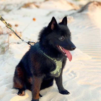 Black Schipperke