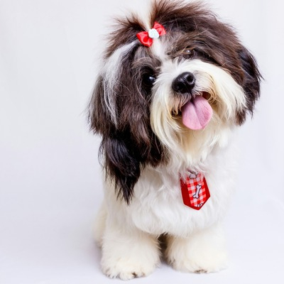 Shih Tzu