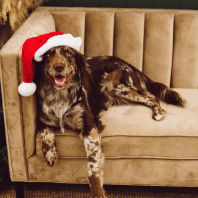 Chocolate and cream Australian Retriever