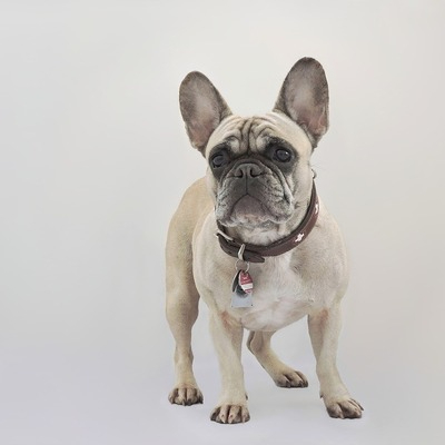 Fawn French Bulldog