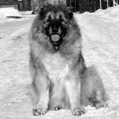 Caucasian Shepherd History