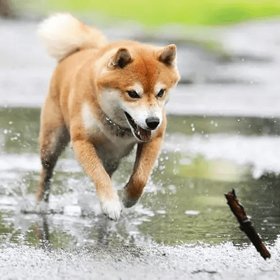 Orange-red Shiba Inu