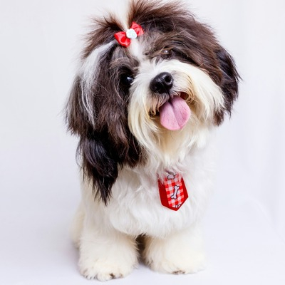 Shih Tzu