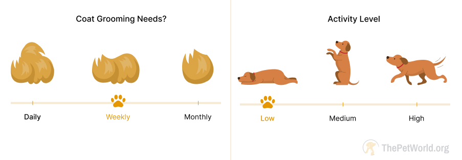 weekly grooming- low energy needs of dogs. thepetworld.org