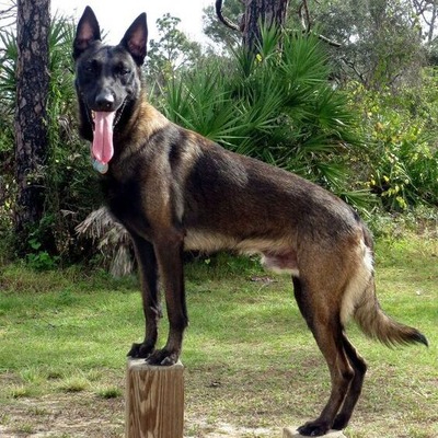 Belgian Malinois