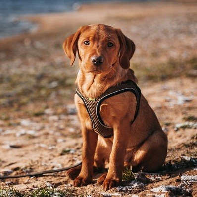 Labrador Retriever