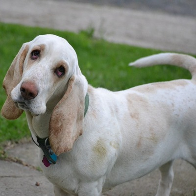 Lime and white Basset Hound