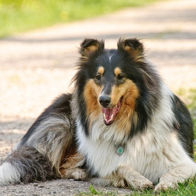 Tri-color Collie