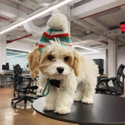 Brown and White Cavachon